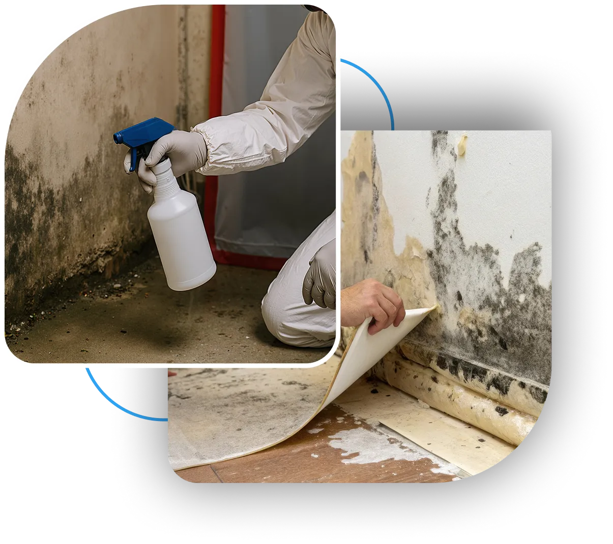 Treating black mold and discovering hidden mold under flooring.
