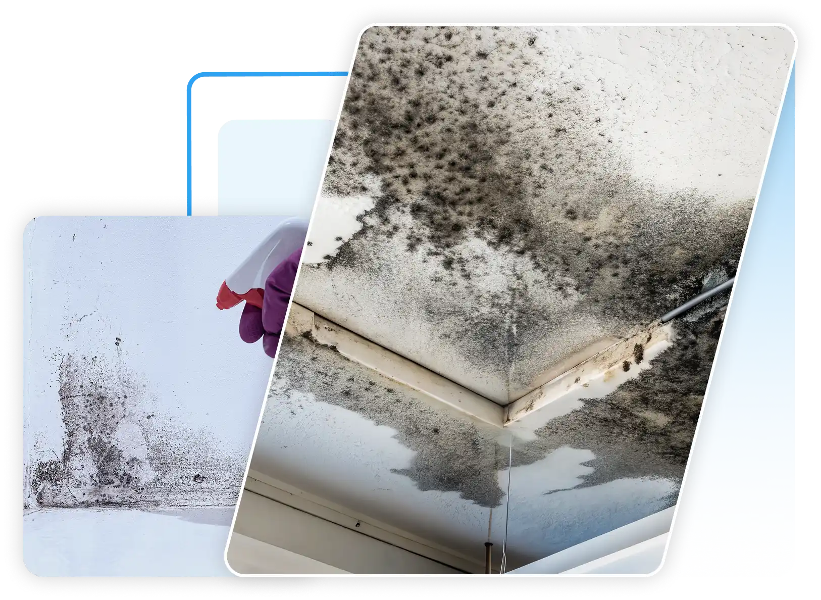 Black mold on a ceiling and a gloved hand spraying mold cleaner on a wall.