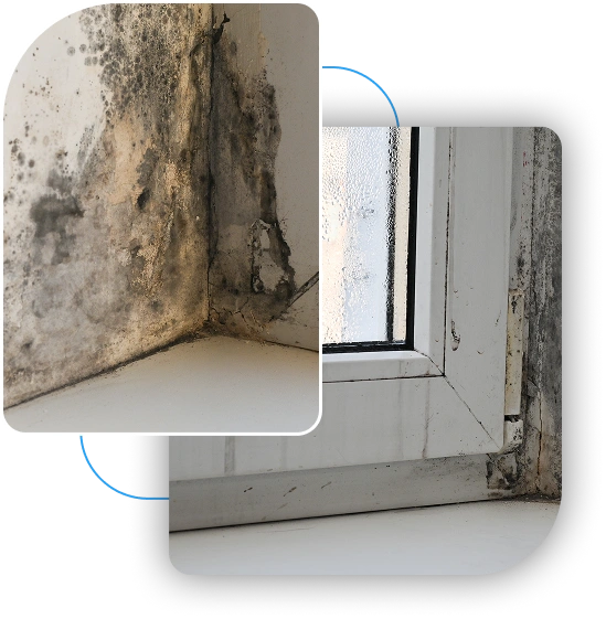 Dark mold and water damage spreading in the corner of a room along the floor baseboards.