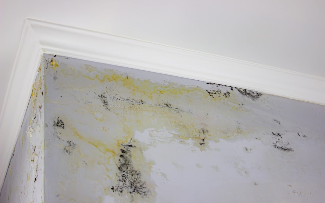 Mold Removal in Louisville, KY: Why Hire a Professional?