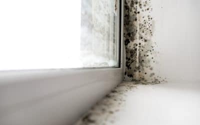 Why You Need Mold Testing for Your Home in Louisville, KY