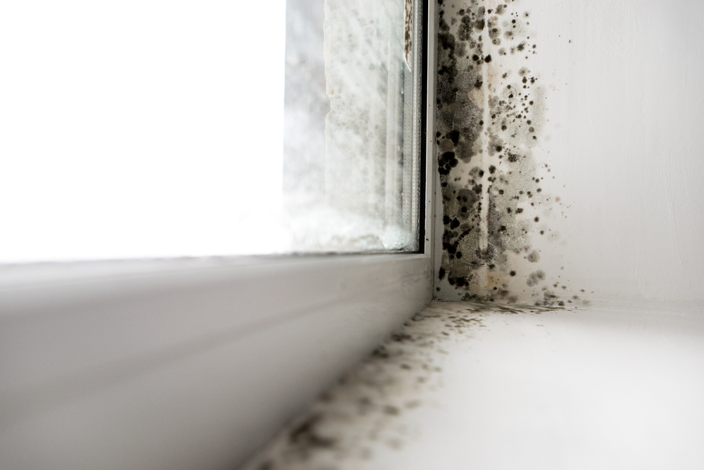 Why You Need Mold Testing for Your Home in Louisville, KY