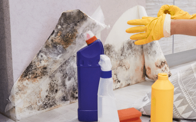 Signs You Need Mold Removal in Louisville, KY