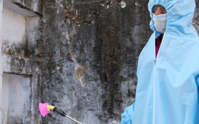 The Importance of Mold Removal on Walls in Louisville, KY