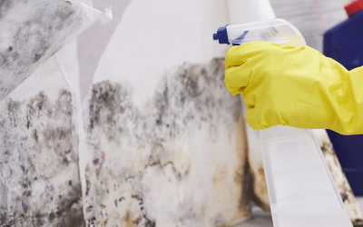 The Importance of Mold Removal on Walls in Louisville, KY