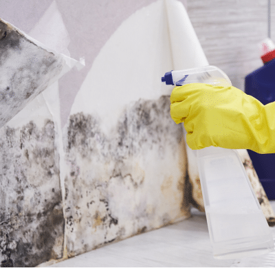 The Importance of Mold Removal on Walls in Louisville, KY