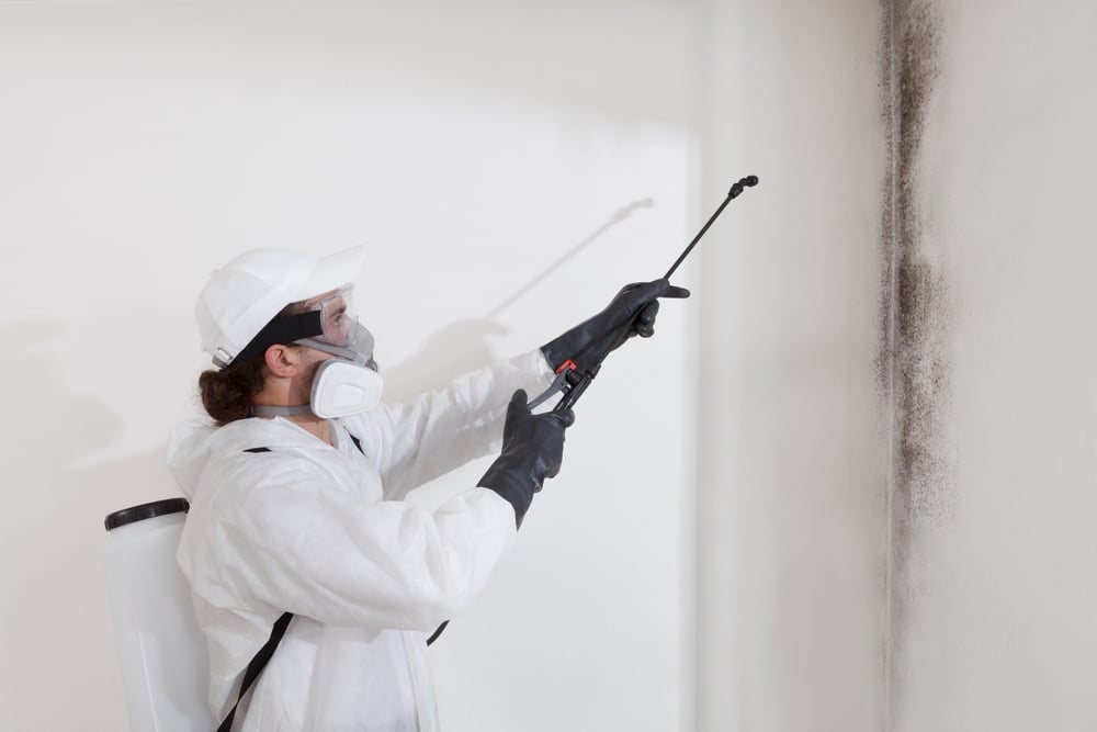 mold removal on walls in Louisville, KY