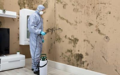 The Importance of Mold Removal on Walls in Louisville, KY