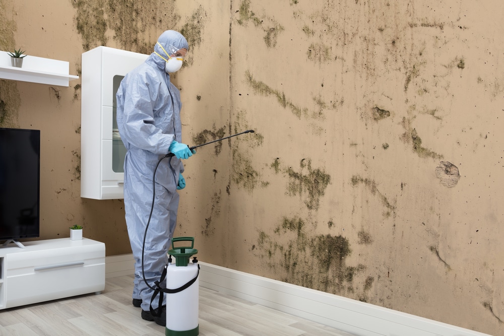 The Importance of Mold Removal on Walls in Louisville, KY