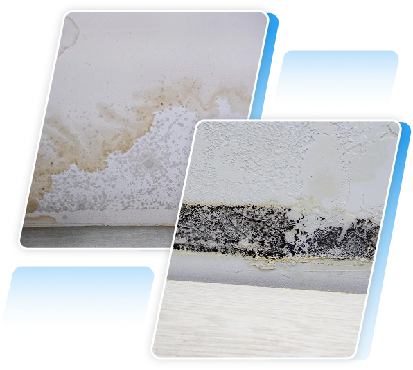 Close-up detailing toxic black mold spores growing heavily on a damp basement wall surface.